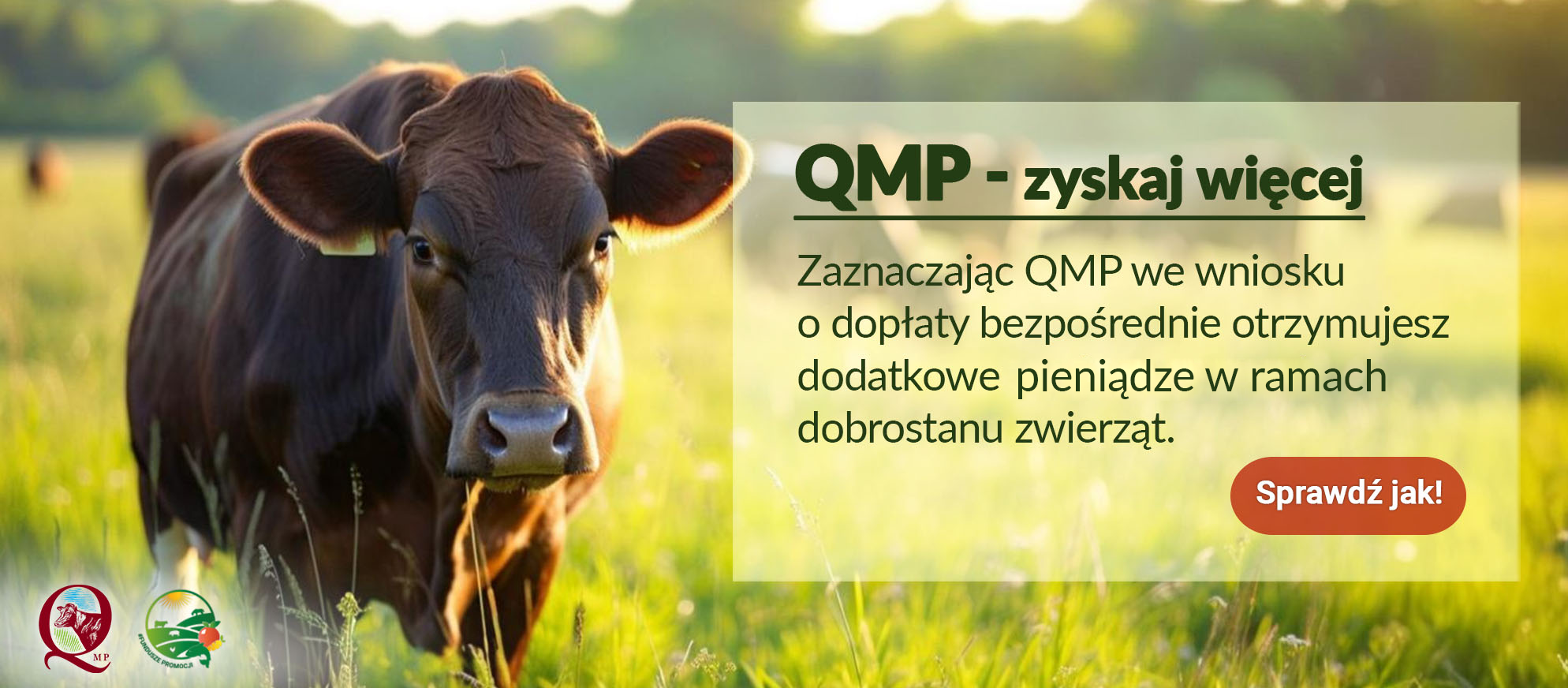 baner ukazujący co zyskasz jak wybierzesz QMP