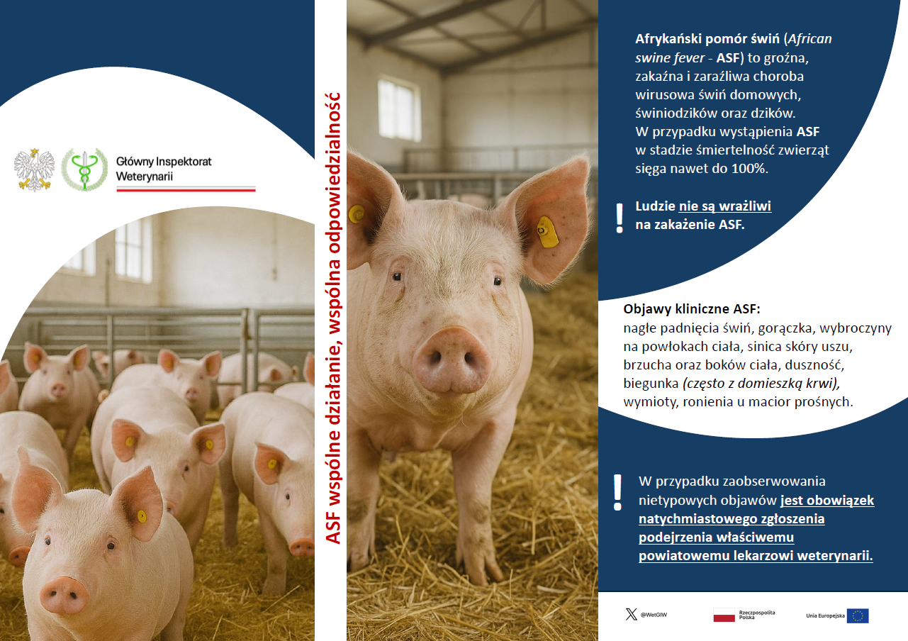 plakat opisujący Afrykański pomór świń
